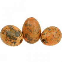 Artikel Kwarteleitjes decoratie geblazen eieren oranje abrikoos 3cm 50st