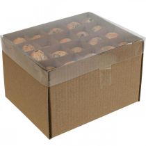 Artikel Kwarteleitjes decoratie geblazen eieren oranje abrikoos 3cm 50 st