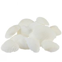 Witte schelpen decoratieve kokkels crème wit 2-3,5cm 300g
