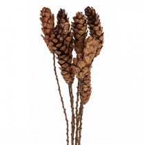 Artikel Witte dennenappels dennenappels koper 70cm 7 stuks bos