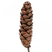 Artikel Witte dennenappels dennenappels koper 70cm 7 stuks bos