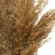 Droog gras zegge naturel droog decoratie 75cm 10p