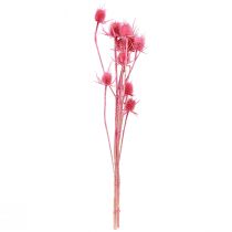 Artikel Gedroogde decoratie van wilde kaardebol, roze distels, 53 cm, 10 koppen
