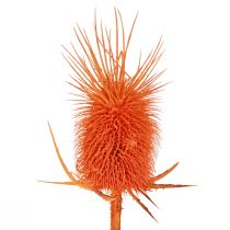 Artikel Wilde Kardoenkoppen Gedroogd Geverfd Dispacus 3-6cm 1kg