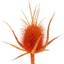 Artikel Wilde Kaarden Oranje Kaardebol Distel Gedroogde Decoratie 1kg