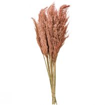 Artikel Gedroogde rietdecoratie abrikoos 75 cm 10 stuks Boho pampasgras