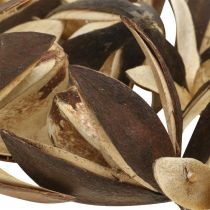 Artikel Wilde lelie natuurlijke decoratie exotische droogbloemen 6-8cm 50 st
