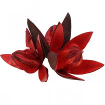 Artikel Wilde lelie rood natuurlijke decoratie droogbloemen 6-8cm 50 st