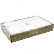 Artikel Gebleekte skeletbladeren Wilgenbladeren geskeletteerd 8-10cm 300 stuks