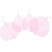 Artikel Skeletbladeren Wilgenbladeren geskeletteerd roze 5-9cm 200st