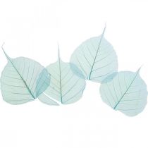 Wilgenbladeren, natuurlijke wilgenbladeren, gedroogde bladeren geskeletteerd turkoois blauw 200st