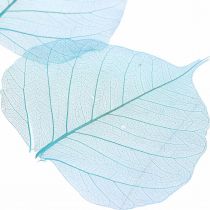 Artikel Wilgenbladeren, natuurlijke wilgenbladeren, gedroogde bladeren geskeletteerd turkoois blauw 200st