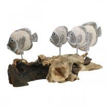 Decoratieve vissen op wortelhout Maritieme decoratieve figuren Bruin 38cm
