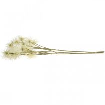 Artikel Xanthium kunstbloem crème herfstdecoratie 6 bloemen 80cm 3st