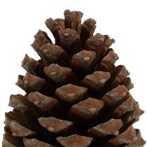 Artikel Pinus Maritima kegels 10cm - 15cm naturel 3 stuks