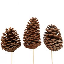 Artikel Kegels Maritima Maritieme Den Naturel 5-10cm op de stok 50 stuks