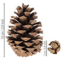 Artikel Dennenappelmix Natuurlijk - 400g voor Decoratie en Knutselen