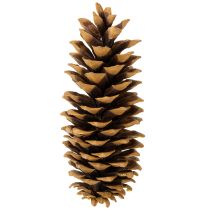 Artikel Suikerdennenappels naturel 20-25cm