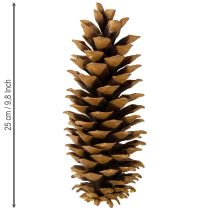 Artikel Suikerdennenappels naturel 20-25cm