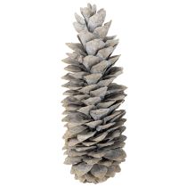 Artikel Suikerdennenappels witgekalkt 20cm - 30cm
