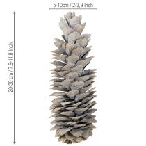 Artikel Suikerdennenappels witgekalkt 20cm - 30cm