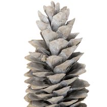 Artikel Suikerdennenappels witgekalkt 20cm - 30cm