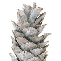 Artikel Suiker dennenappels, witgekalkt 20cm - 30cm