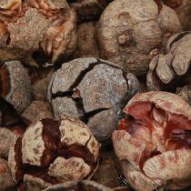 Artikel Cipreskegels decoratieve natuurlijke cipreskegels 2-4cm 250g