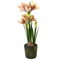 Artikel Amaryllis in mosbol kunst met roze-geel gedessineerde bloemen - 45 cm - Exotische en stijlvolle decoratie