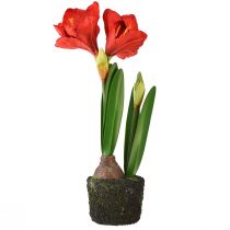 Artikel Amaryllis in kunstmosbollen - felrode bloemen, 49 cm - elegante en natuurlijke kamerdecoratie