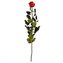 Artikel Infinity Roos met Bladeren Geconserveerd Amorosa Rood L54cm