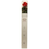 Artikel Infinity Roos met Bladeren Geconserveerd Amorosa Rood L54cm
