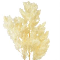 Artikel Asperges droog decoratie wit gedroogd siergras 80g