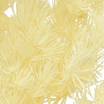 Artikel Asperges droog decoratie wit gedroogd siergras 80g