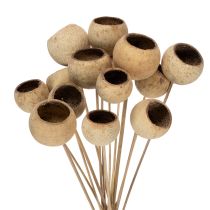 Artikel Bell Cup Mix op steel, natuurlijke exotische variëteiten, 15 stuks