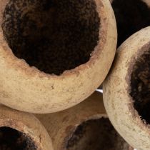 Artikel Bell Cup Mix op steel, natuurlijke exotische variëteiten, 15 stuks