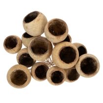 Artikel Bell Cup Mix op steel, natuurlijke exotische variëteiten, 15 stuks