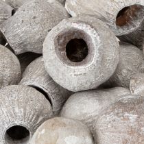 Artikel Bellgums witgekalkt 2cm - 5cm 500g