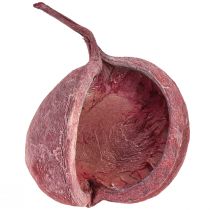 Artikel Boeddhanoot Rood Wit Gedroogd Natuurlijke Decoratie Ø5,5–9,5cm 5 st