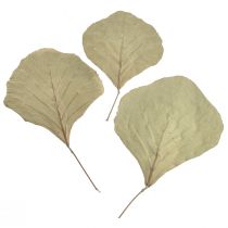 Artikel Cobrabladeren gedroogd groen naturel 15cm–17cm 50 st
