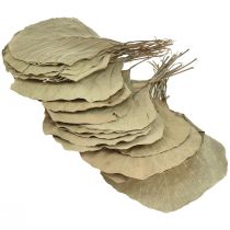 Artikel Cobrabladeren decoratie, naturel, 15-17cm, set van 50 stuks, groen