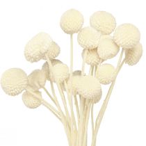 Artikel Craspedia gedroogde drumsticks crème 45-55cm 20 st