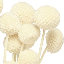 Artikel Craspedia gedroogde drumsticks crème 45-55cm 20 st