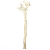 Artikel Craspedia gedroogde drumsticks crème 45-55cm 20 st