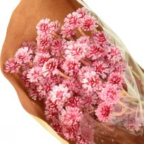 Artikel Currykruid Immortelle Kunstroze L28cm 12 stuks 1 bos
