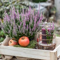 Artikel Decoratieve appels Cox 6cm 6 st