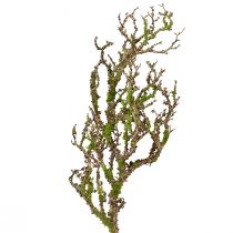 Artikel Decoratieve tak met mos kunst herfstdecoratie grijsgroen L78cm