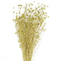 Artikel Deco Vlas Gedroogde Droogbloemen Olijfgroen 50g