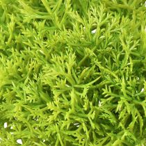 Artikel Decoratief mos kunstgroen – moskussen 10/12/14cm 3 st