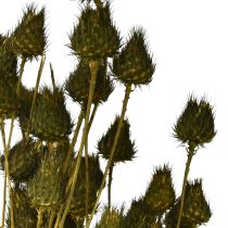 Artikel Aardbeiendistel droge decoratie olijfgroen Ø1–2cm L55cm 100g